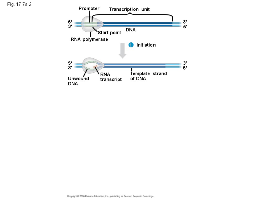 Fig. 17-7a-2 Promoter Transcription unit DNA Start point RNA polymerase 5 5 3 3